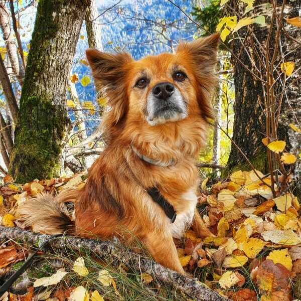 Balu