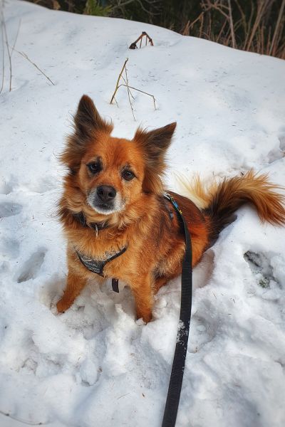 Tierheim-Naturns-Hunde-Balu (1)