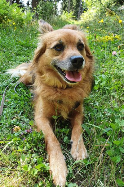 Tierheim-Naturns-Hunde-Balu (3)
