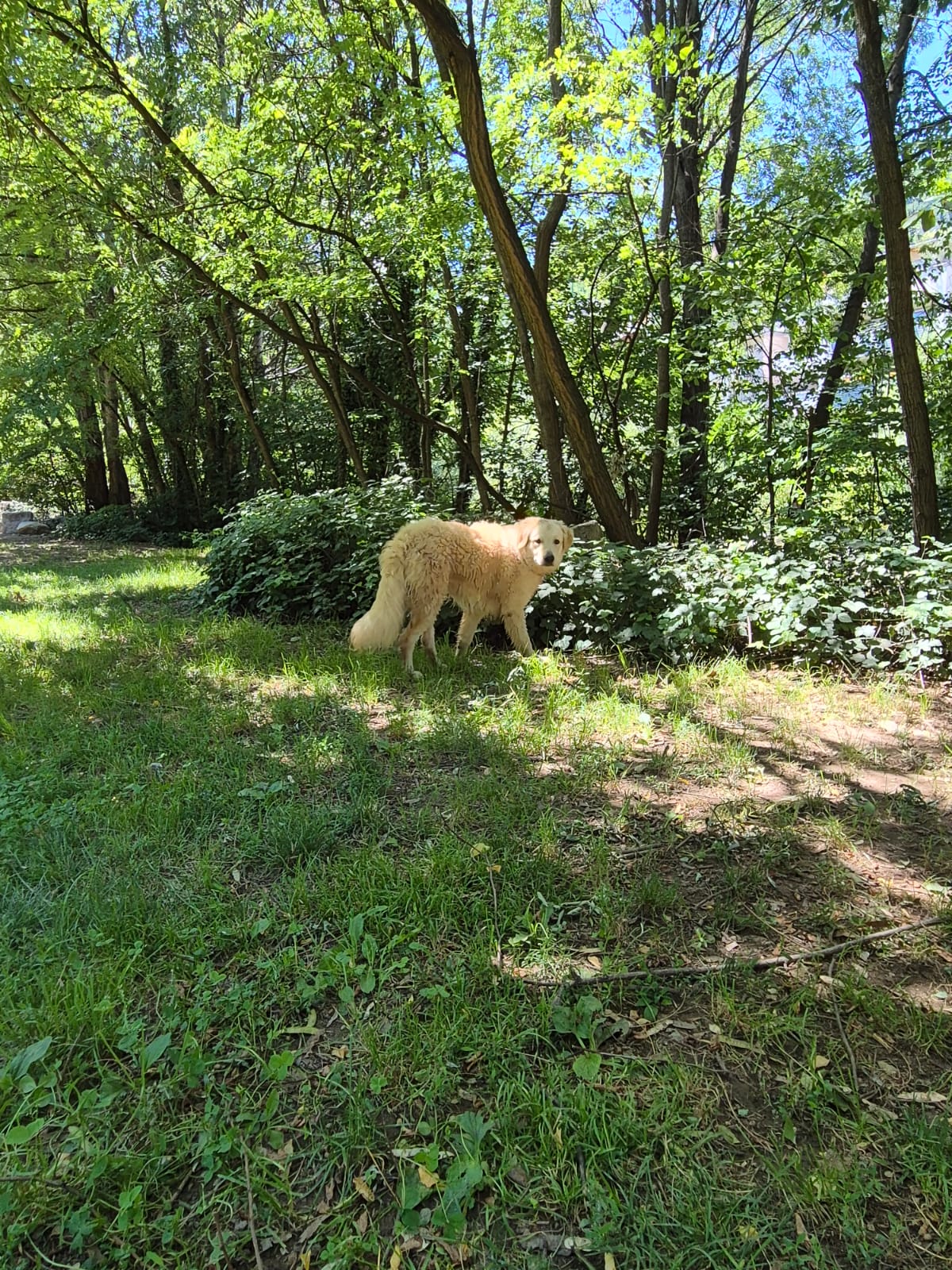 20260704_Foto_Hund_Frost (11)
