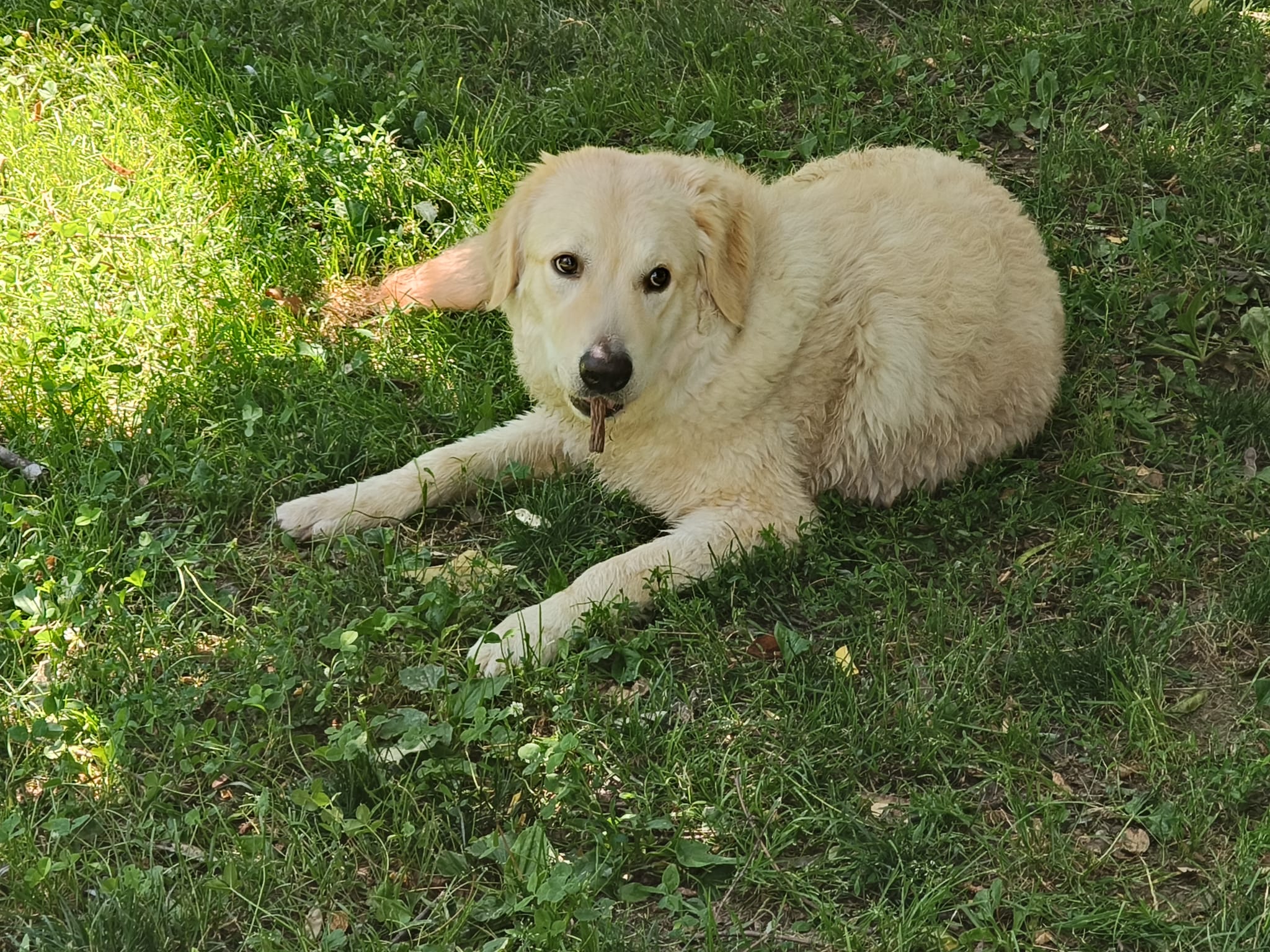 20260704_Foto_Hund_Frost (3)