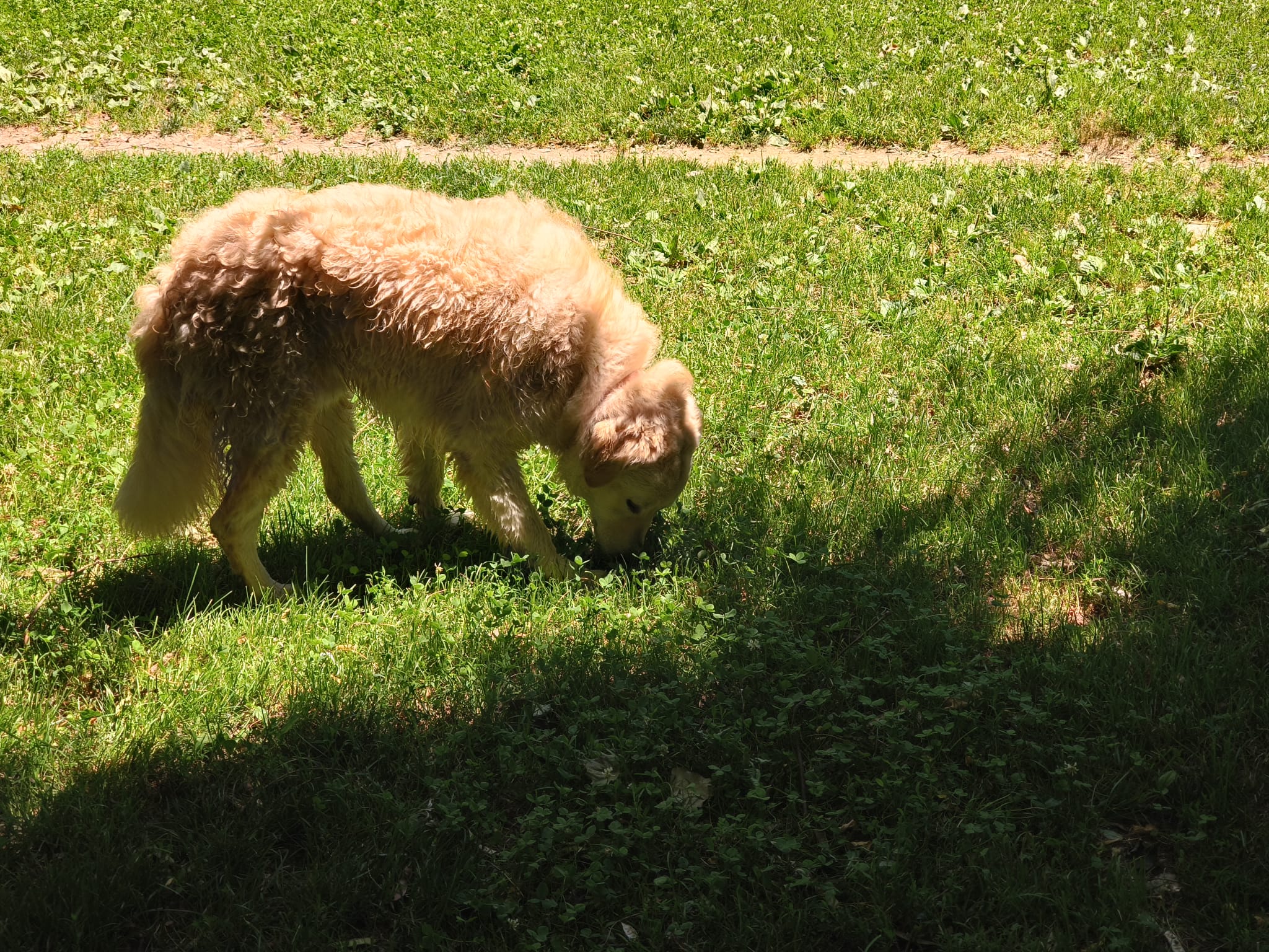 20260704_Foto_Hund_Frost (6)